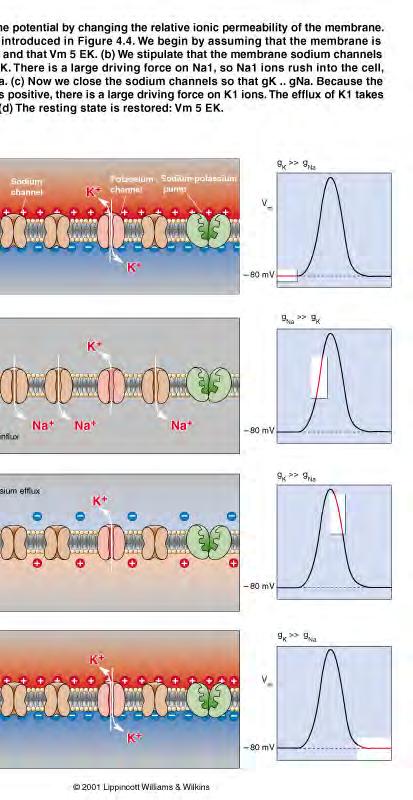 Action potentials: arise from changes in Na and K permeability Out In At rest K channels are open Depolarization Na channels open briefly to produce surge of inward Na K channels open again to