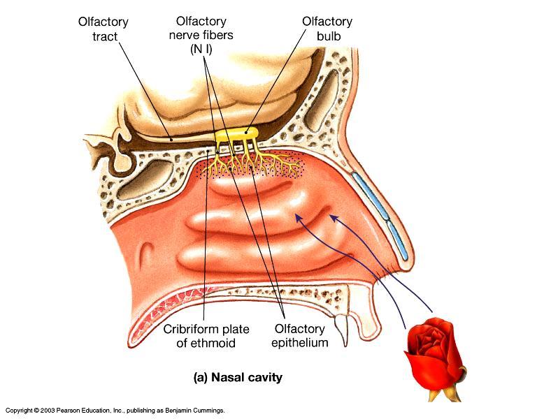 Olfaction (the nose) Olfactory receptors Can detect between 4000 and