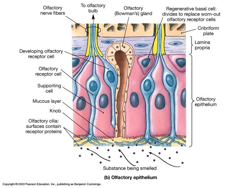 Molecules dissolve in the mucus or lipids of the epithelium in nasal cavity Olfactory nerve fibers pass through the ethmoid bone