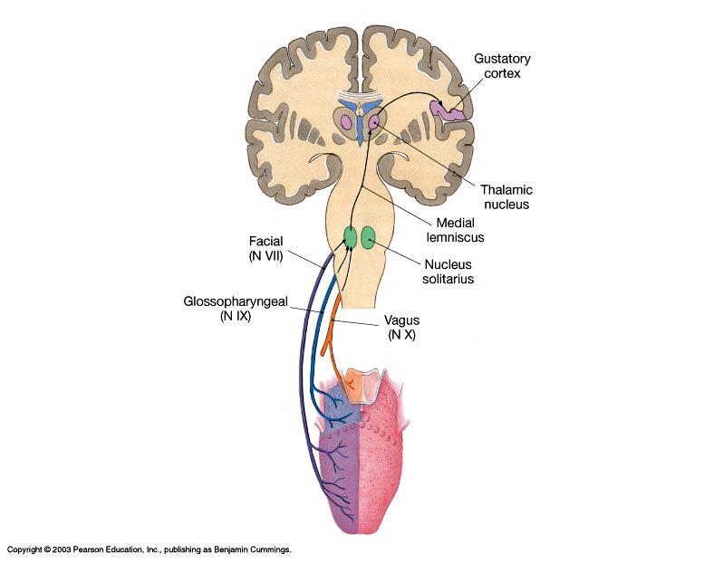 Pathway of Gustatory Sense 3 cranial nerves relay sensory impulses to the