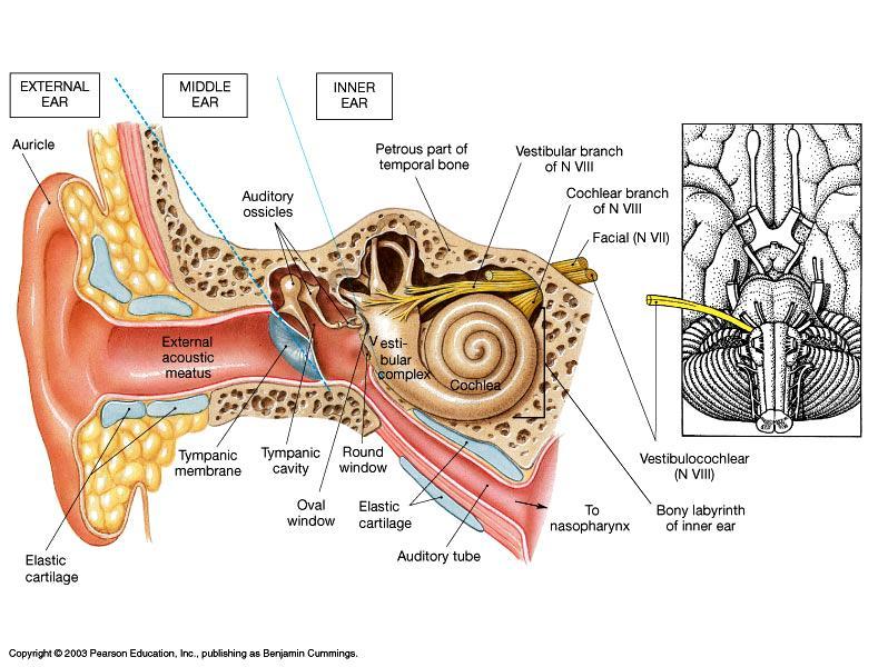 The Inner Ear Located in the temporal bone