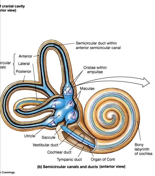 The Inner Ear- Balance and hearing Consists of a series of canals called the bony labyrinth Lined with endolymph and perilymph