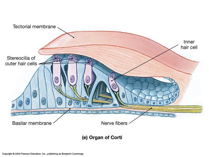 Consists of hair cells on the basilar membrane Tips of hairs touch the tectorial