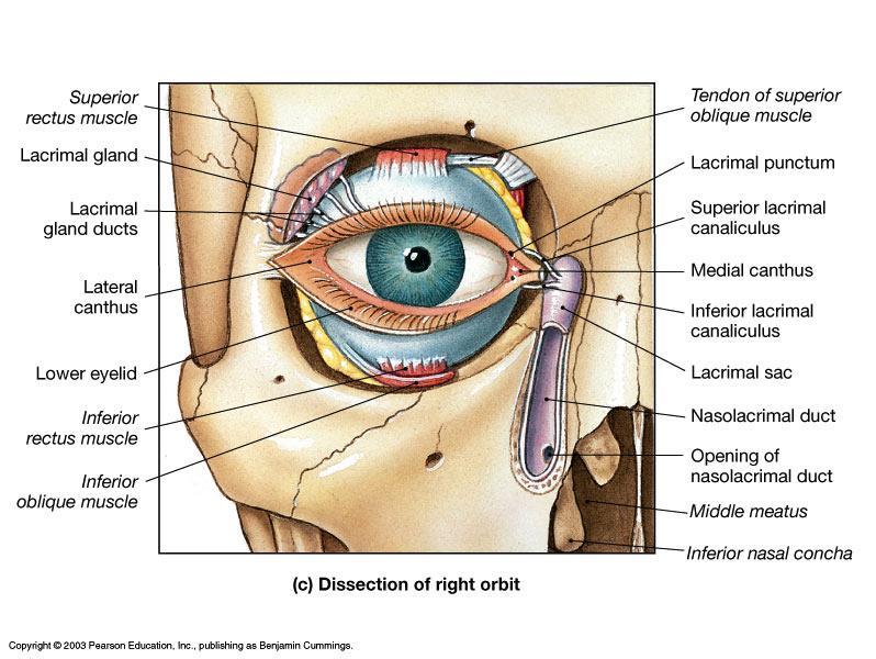 Vision (the eye) Accessory Structures Eyelids protect the eye Conjunctiva lines the eyelid Lacrimal apparatus