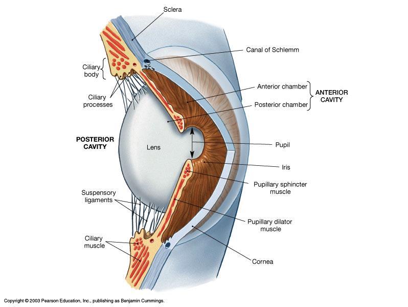 The Cavities (chambers) of the Eye The lens separates the interior of the eye into 2 cavities Anterior cavity