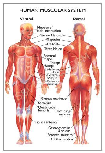 Muscle Identification The human body consists of many muscles and muscle groups. We will focus on a select few that are most prevalent when training.