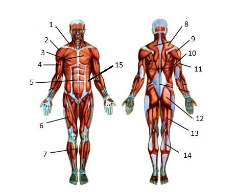 Name: Date: Period: Muscle Identification Directions: Label the muscle using its
