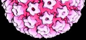 90% anogenital warts) Computerised image of the human papillomavirus