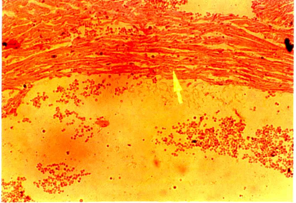 (H&E Stain, 100) Figure 12: Photomicrograph of heart section of control rats