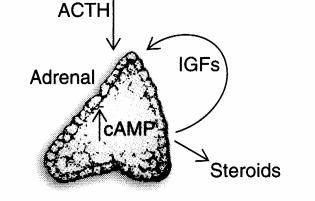 pituitary to CRH: ACTH 3) inhibits stimulus from higher brain centers B) ACTH negative feedback on