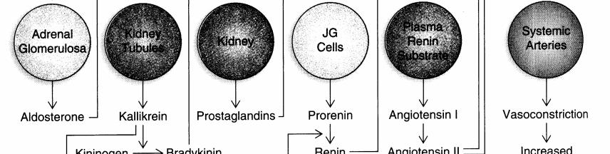 Kinins: peptide hormones from