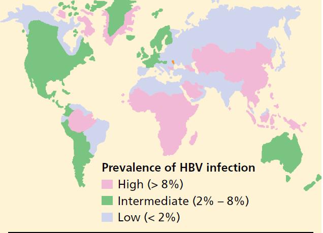 HEPATITIS B = GLOBAL HEALTH PROBLEM High endemicity: - Asia - Africa -