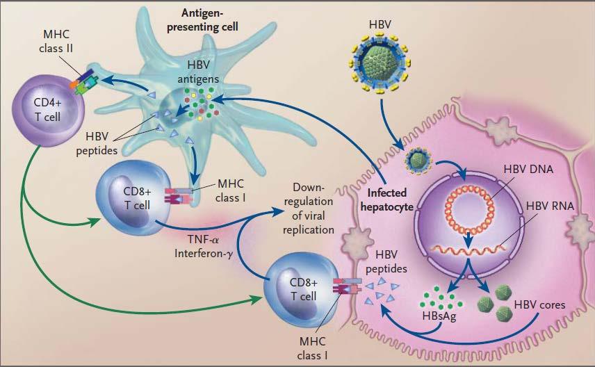 NATURAL HISTORY OF HBV INFECTION Immune