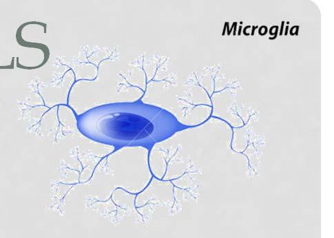 TYPES OF NERVE CELLS Glia (neuroglia) Types of Glia