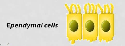 Ependymal cells help from and circulate cerebrospinal