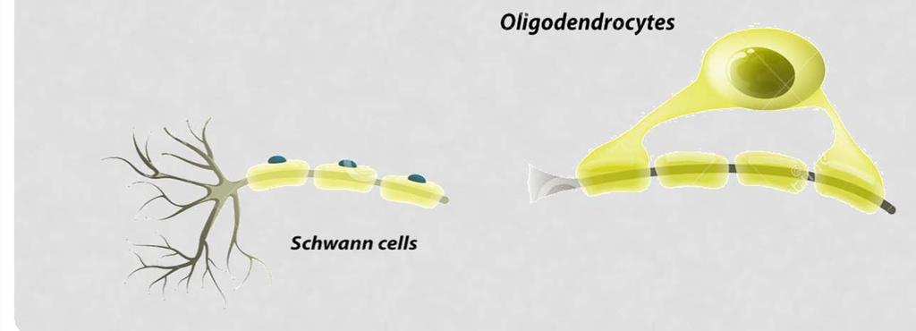 Oligodendrocytes - form myelin sheaths on axons in the