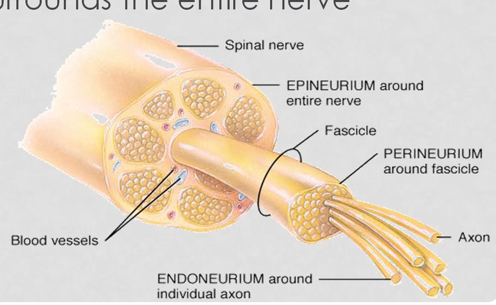 NERVES & TRACTS Nerve coverings - fibrous connective tissue Endoneurium - surrounds individual fibers