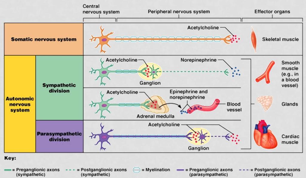 COMPARISON OF NERVES Where a neuron meets