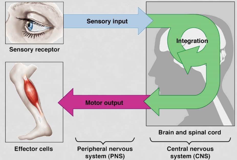 FUNCTIONS OF THE NERVOUS SYSTEM Body s primary communication and control system.