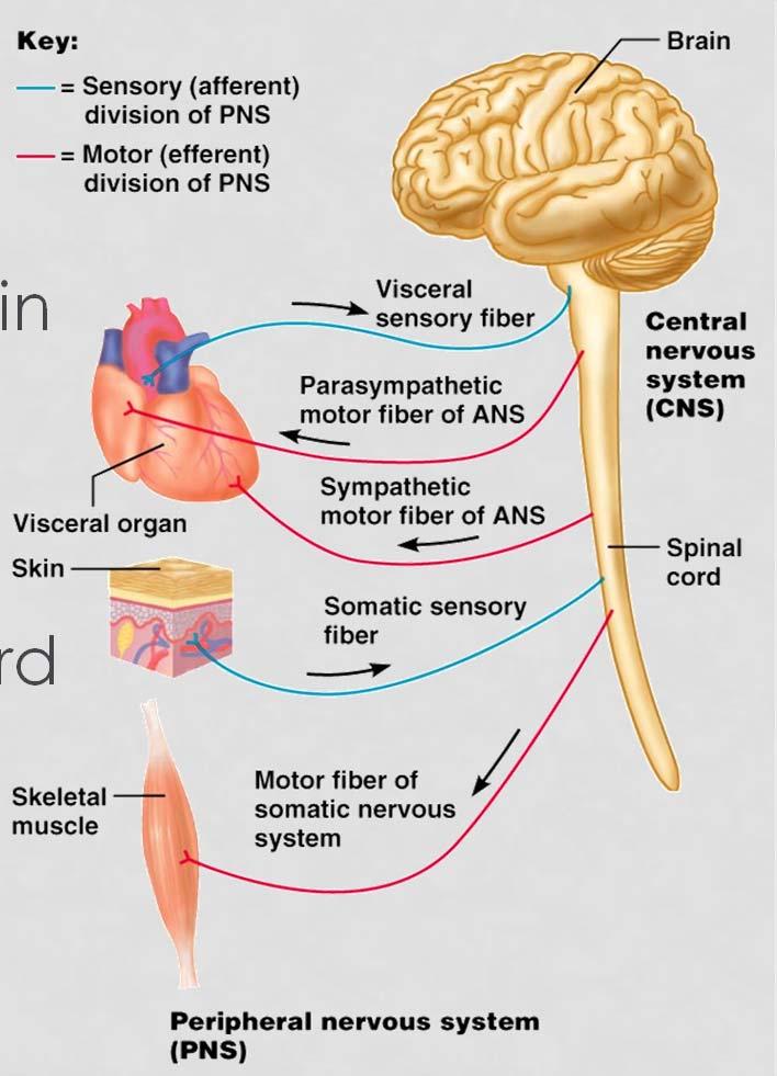 SUBDIVISIONS OF NERVOUS SYSTEM Two major anatomical subdivisions Central nervous system (CNS) brain and