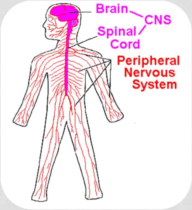 CNS AND PNS Central nervous system includes brain and spinal cord brain protected in the skull spinal cord protected in the