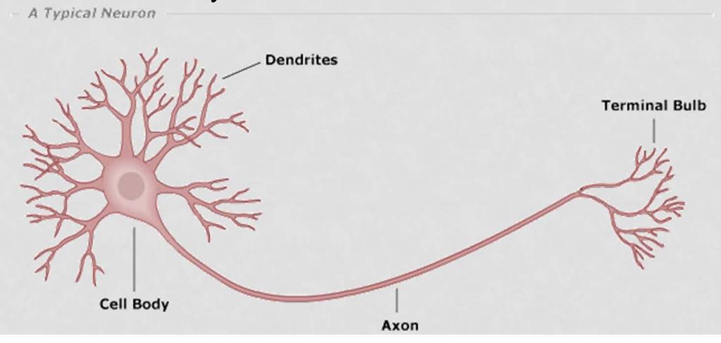 TYPES OF NERVE CELLS Neurons Consist of three parts Cell body (soma) of neuron - main part Dendrites branching projections