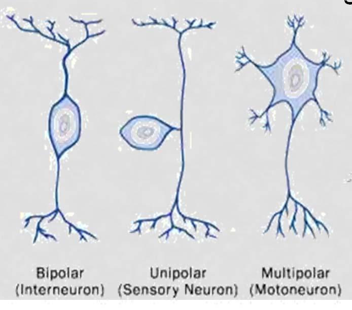TYPES OF NERVE CELLS Neurons (cont.