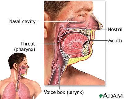 Pharynx Throat Larynx - AKA the voice box Between pharynx and trachea Contains vocal cords that vibrate against each other to cause sound www.fauquierent.net/voice2.