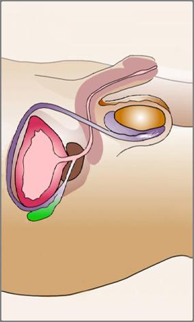2/15/2017 Male Anatomy External Male Anatomy Bladder Uterus Cervix Seminal Vesicle Prostate Epididymis Testicles Scrotum A