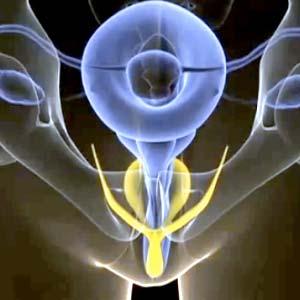 org Female Anatomy Fallopian Tubes Ovaries Vagina Cervix Vas Deferens Penis Urethra Fallopian Tubes Uterus Vagina Internal