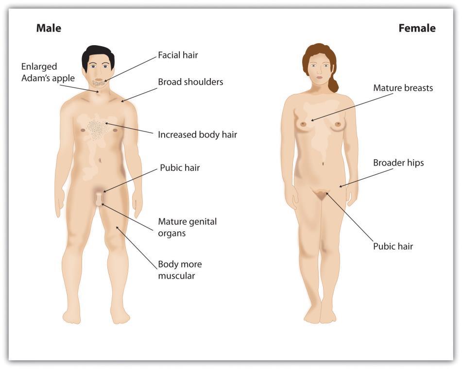 Androgens Influence Secondary Sexual Characteristics 1 sex characteristics: Internal organs and external genitalia that distinguish males from females 2 sex