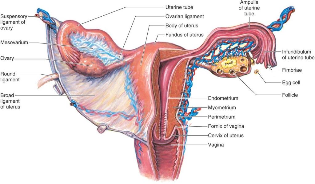 20.5 Menstrual Cycle lasts ~ 1 month Ovarian cycle (changes in follicles) function: monthly production of