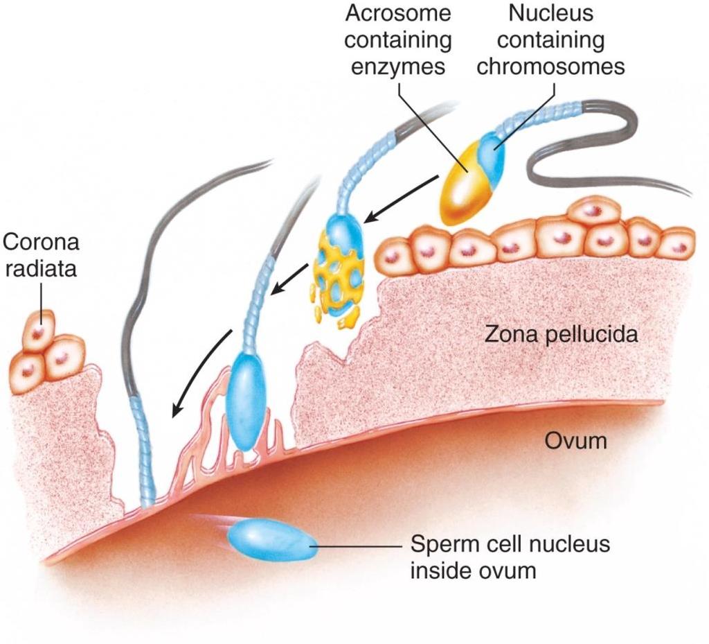 ovulation Sperm: viable