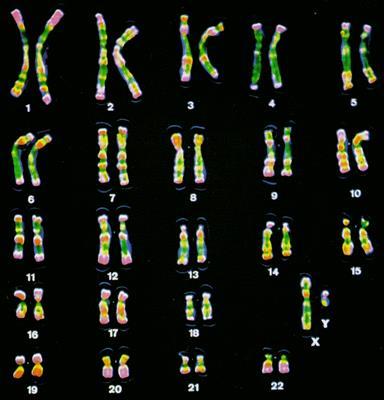 Sex Determination and the Human Chromosomes How many autosomes /