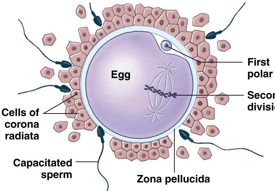 sperm penetration 1 st sperm reaching egg binds to