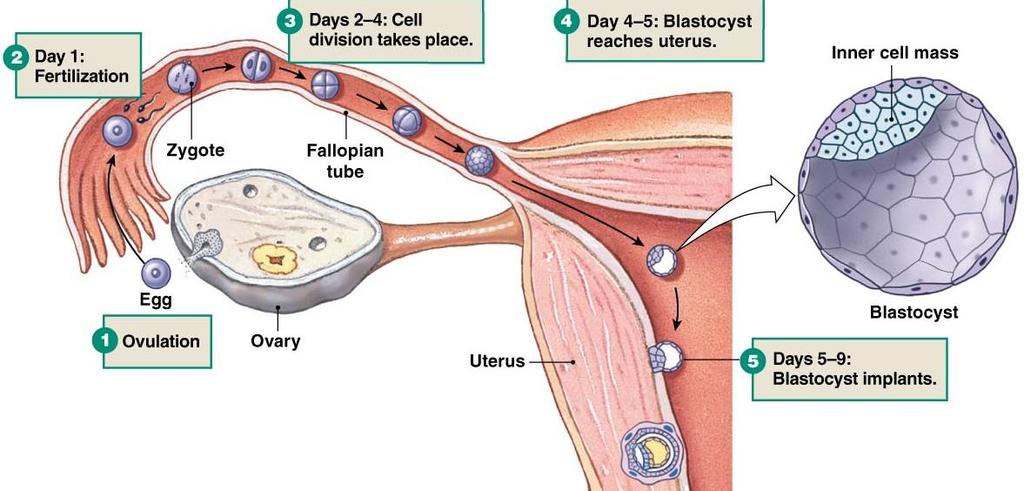 Developing Embryo Implants into Secretory Endometrium Dividing embryo moves from fallopian tube to