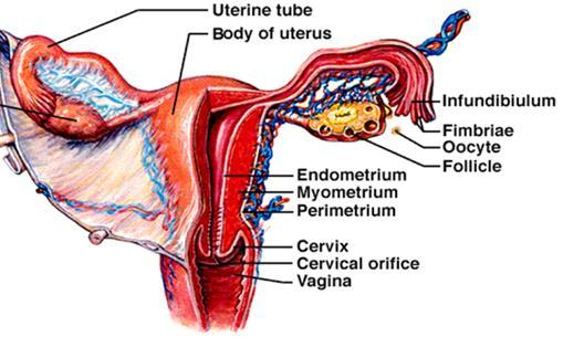 Ejection of fetus at birth Parturition = Birthing process At 38-40 weeks of