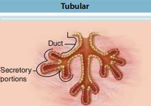 COMPOUND Glands (Ducts from Several Secretory Units Converge into Larger Ducts) Compound Tubular Example This