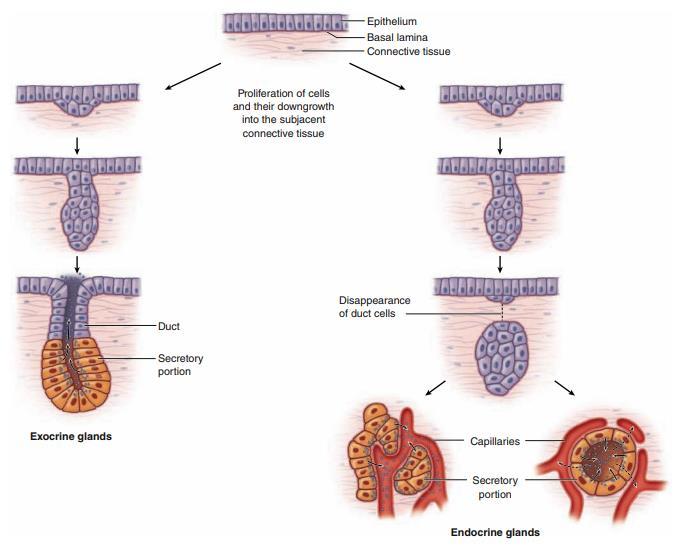 1-Formation of glands from covering epithelia 2-Epithelial cells proliferate 2-Epithelial cells proliferate 3- Penetrate connective tissue followed by 3- Penetrate connective tissue followed