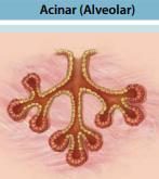 Compound acinar Example This means Compound + Several saclike