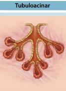 Compound tubulo - acinar example This means Compound + Ducts of both tubular