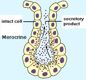 Merocrine glands Merocrine glands : The secretory product is delivered in membrane-bounded vesicles to the