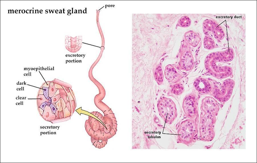 Example: Sweat gland,