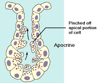 Apocrine glands Apocrine glands : In these glands part of the apical cytoplasm is lost along with the secretory material. 1.
