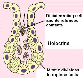 Holocrine glands: Holocrine glands In these glands entire cells laden with secretory material disintegrate
