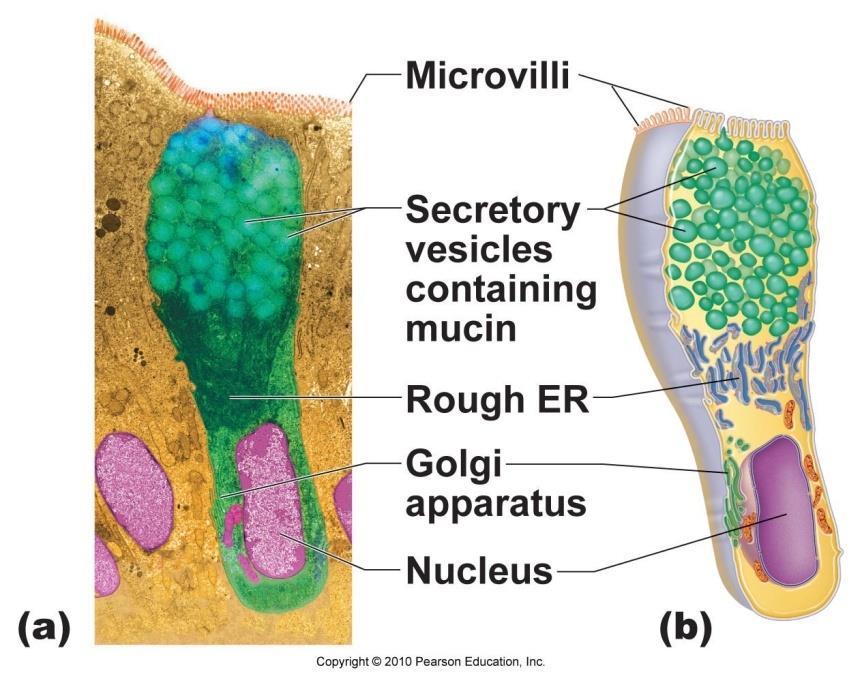 Mucus cells