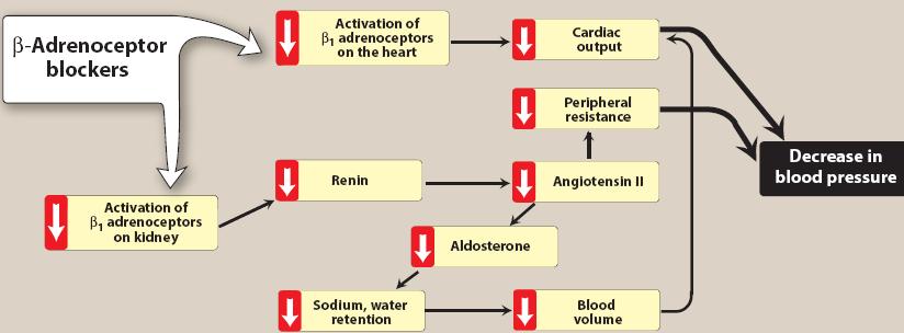 β-adrenoceptors Blocker treatment option for hypertensive patients with concomitant heart disease or heart failure β-blockers should be used cautiously in the treatment of patients with 1)acute heart