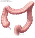 Large Intestine The large intestine stores the remaining digested food anywhere from 18