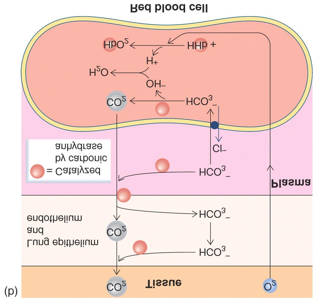 CO transfer at lung 9 facilitated diffusion Acidify
