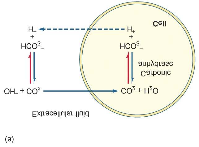 ph buffers 3 If CO inc in extra., diffuse into cell - to form HCO and dec.